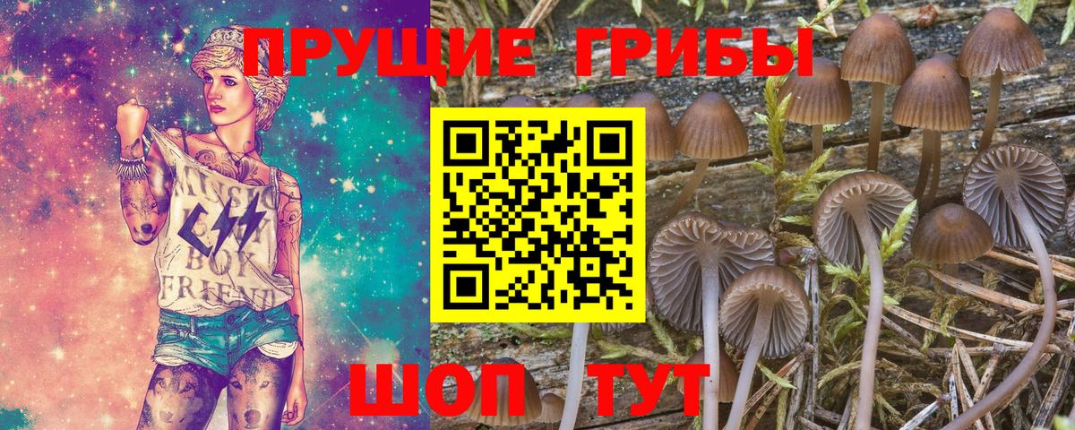 Галлюциногенные грибы прущие грибы  Вход с VPN  Славгород  Галлюциногенные грибы Psilocybine cubensis 